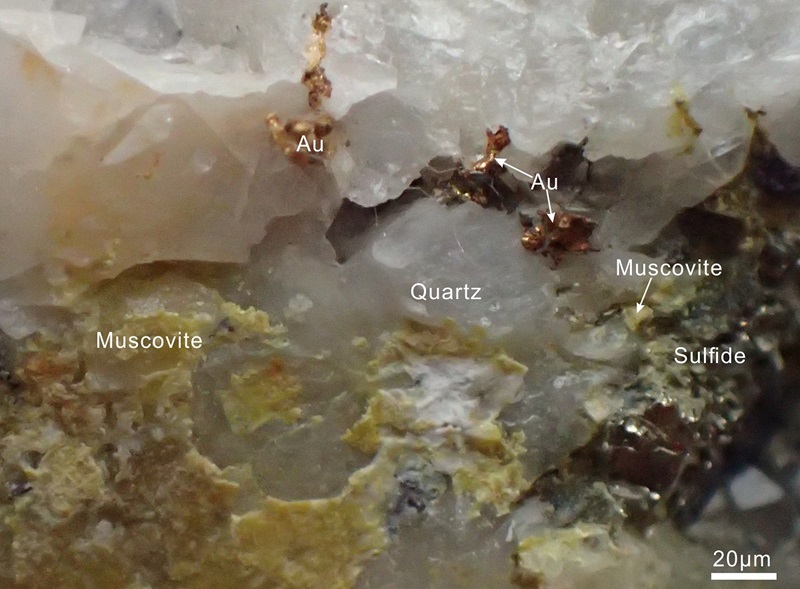 Coarse-grained native gold in quartz veins with presence of muscovite and sulfides