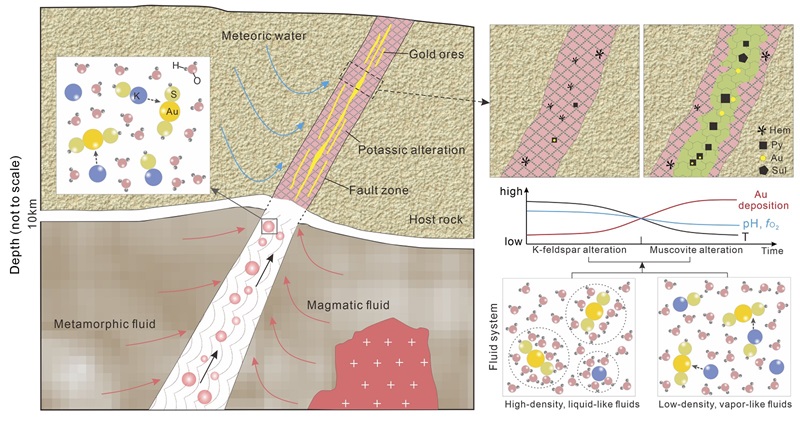 A schematic model illustrating the genetic relationship between potassic alteration and gold mineralisation in lode gold deposits.