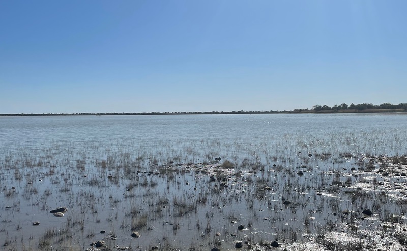 Lake with reeds landscape 