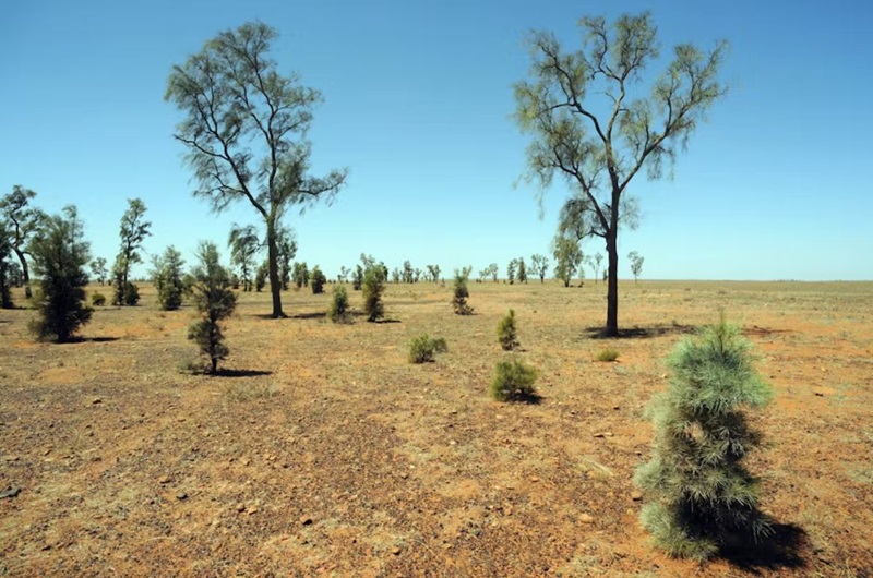 A photograph of the endangered waddywood (Acacia peuce), a rare acacia species endemic to central Australia. 