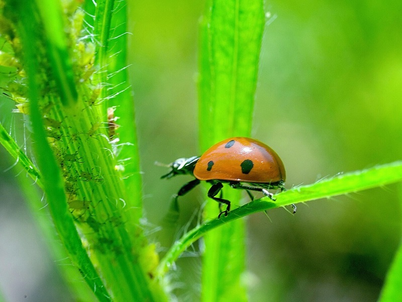 An orange, black spotted lady beetle on a green leaf infested with aphids.