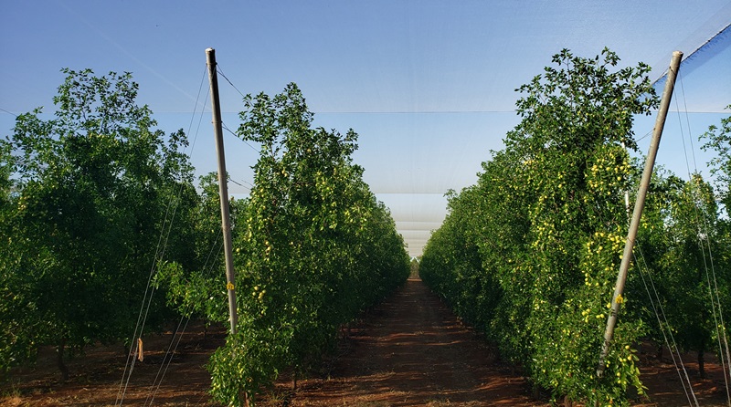 An orchard of Australian jujube trees.