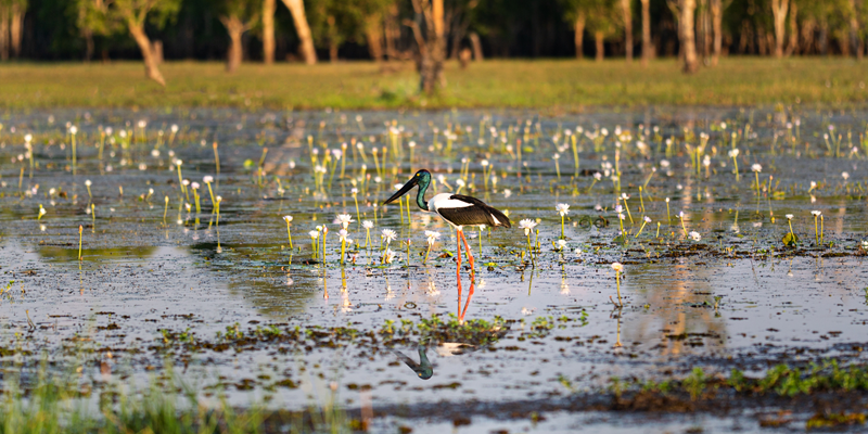 A sea bird lands on a rehabilitated lake.