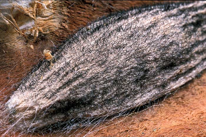 Insect of the week White Stemmed Gum Moth CSIRO