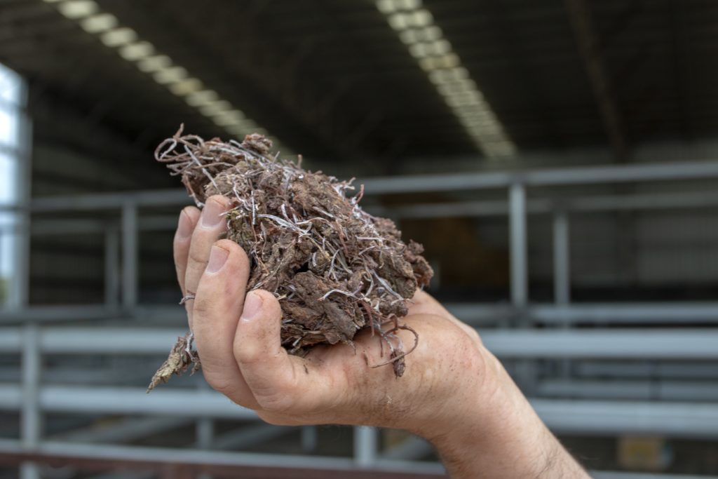 Feeding Seaweed To Cows: Our Livestock Methane Research Lights Up - CSIRO