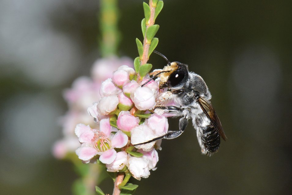 Attracting Australian Native Bees To Your Garden | Fasci Garden