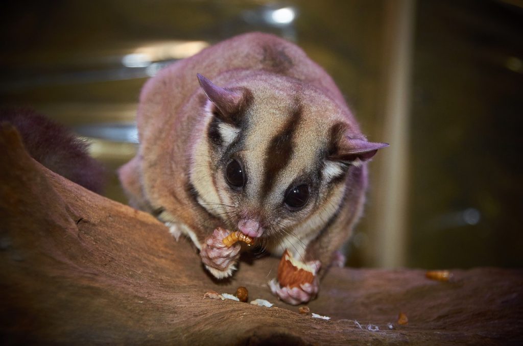 Tasmanian cheap sugar glider