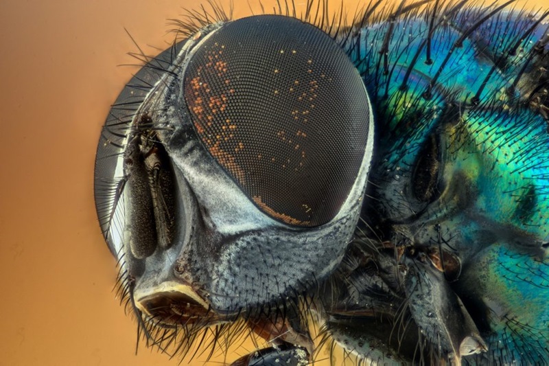 3 reasons you don't want flies anywhere near food