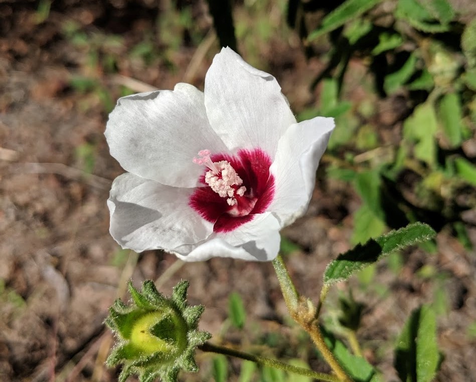 Native hibiscus deals