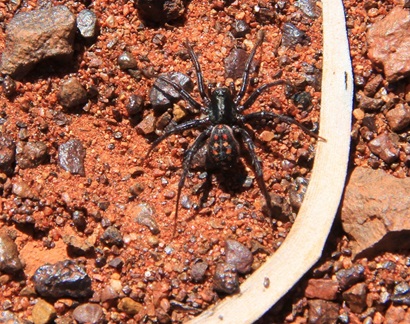 A black spider with eleven red dots on its back sitting on red dirt.