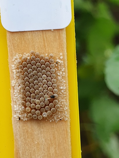 An egg raft sample on a stick with a tiny parasitoid insect