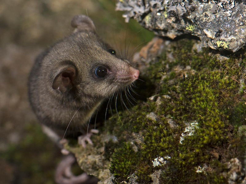 A small possum climbing on a mossy rock