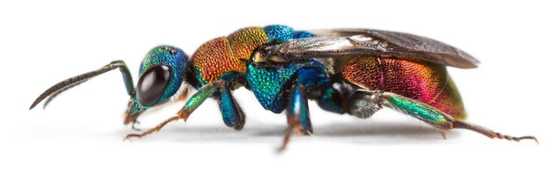 A close up of a colourful iridescent insect on a white background