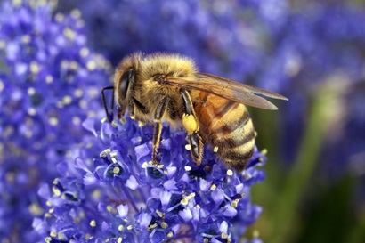 A honey bee on a purple flower