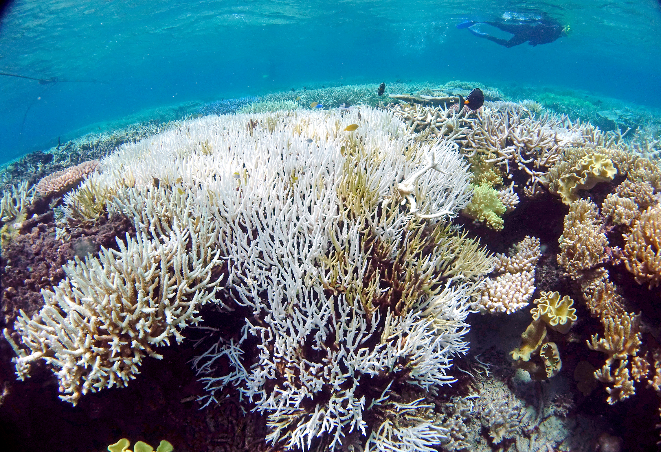 Водоросли мертвого моря. Большой Барьерный риф мертвые кораллы. Coral Bleaching. Большой Барьерный риф обесцвечивание. Большой Барьерный риф исчезновение.